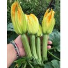 ZUCCHINO STRIKE S119 HF1 N/TRAT 1000SEMI